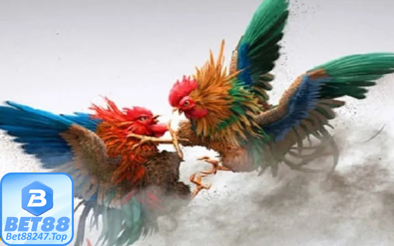 Ưu điểm của đá gà thu hút người tham gia