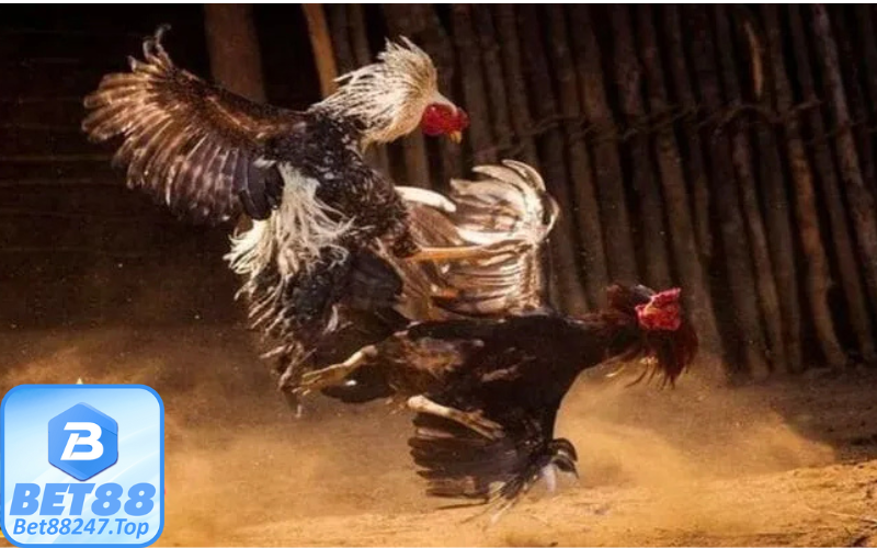 Những trò chơi thú vị tại sảnh đá gà trực tuyến